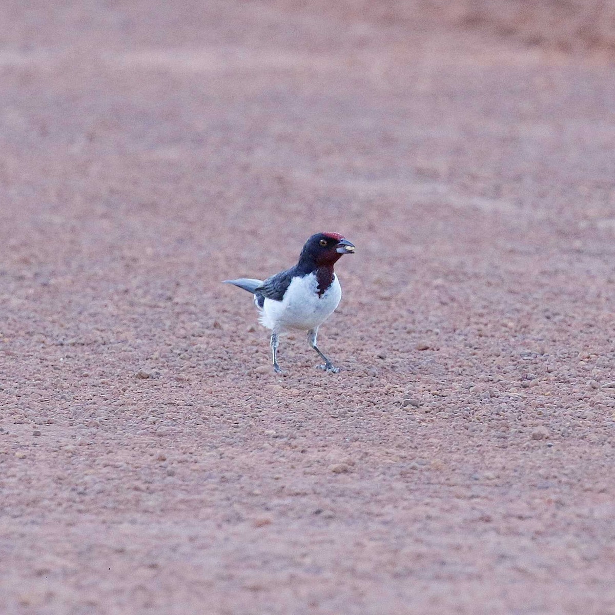 Crimson-fronted Cardinal (Araguaia) - José Dionísio JDionísio