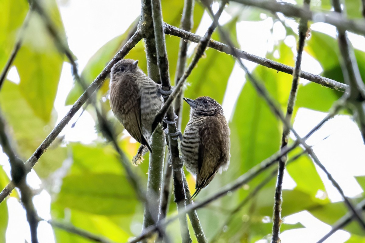 Lafresnaye's Piculet - ML506590661