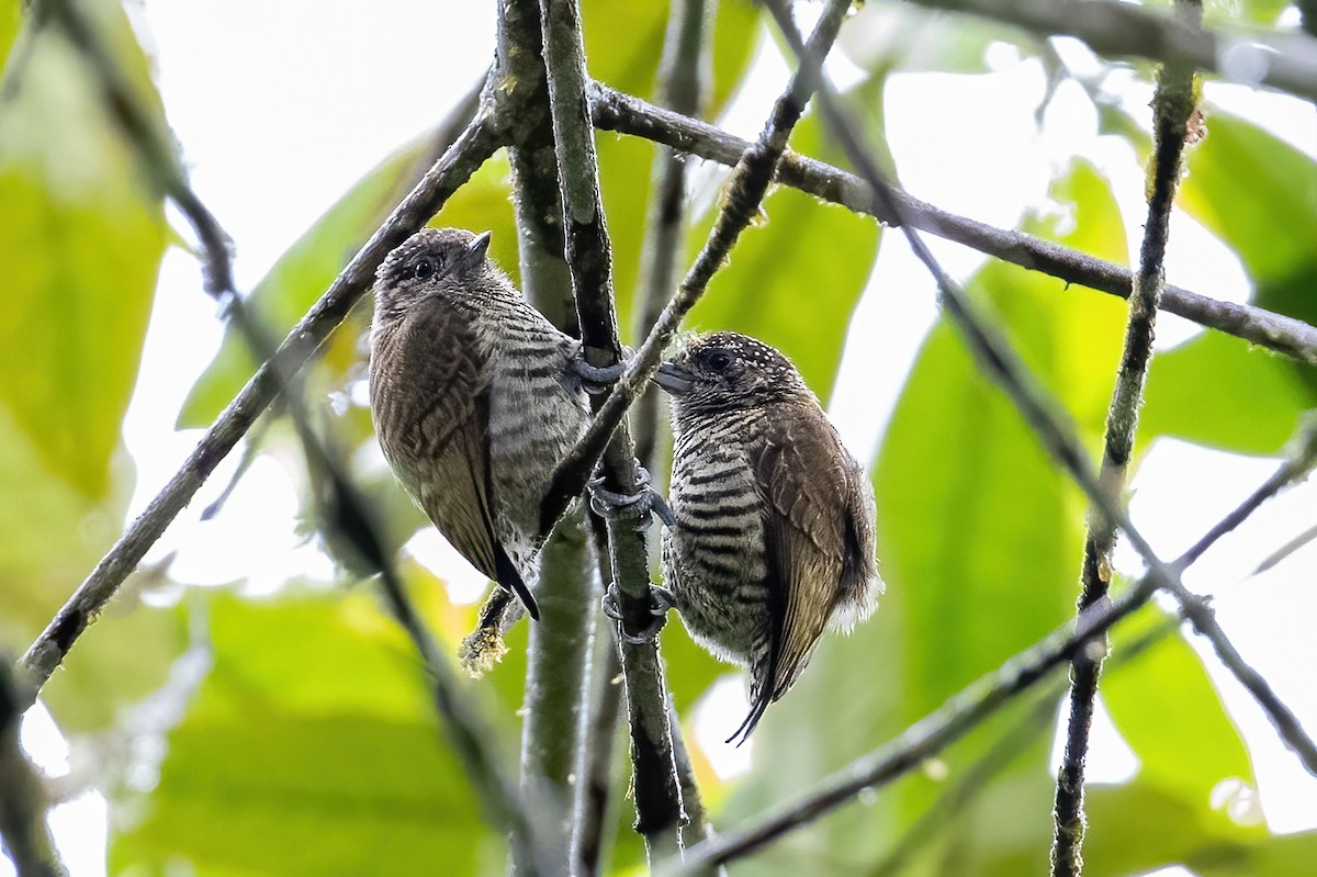 Lafresnaye's Piculet - Jian Mei