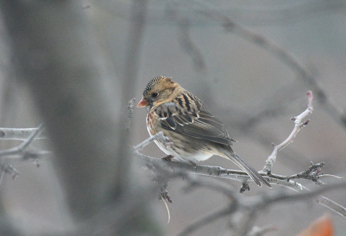 Harris's Sparrow - ML506590951