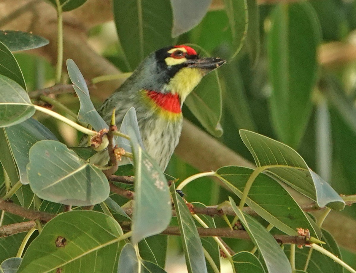 Coppersmith Barbet - Diane Drobka