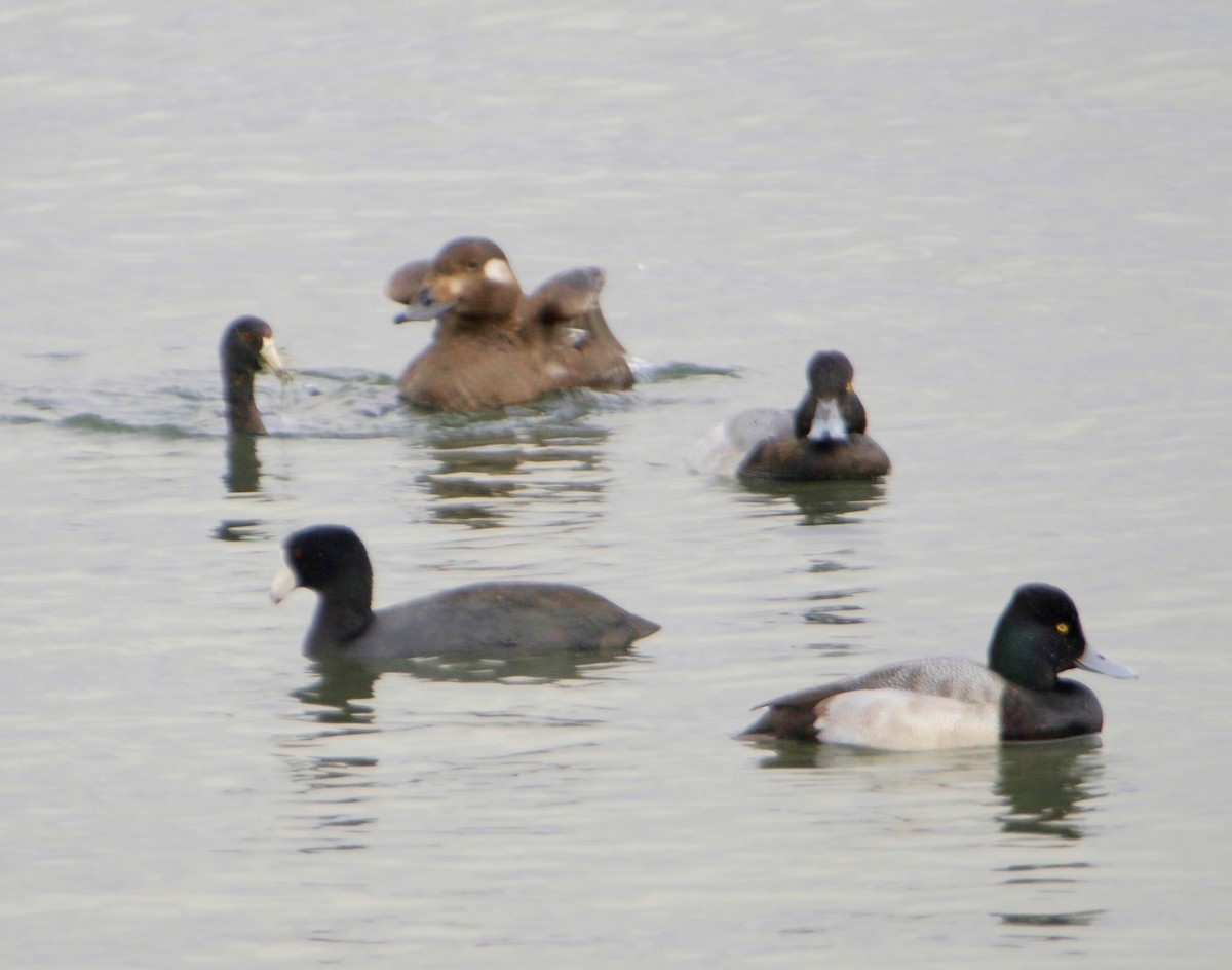 White-winged Scoter - John Bloomfield