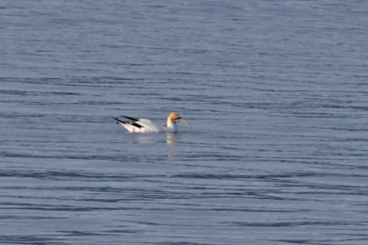 Australasian Gannet - ML506592531