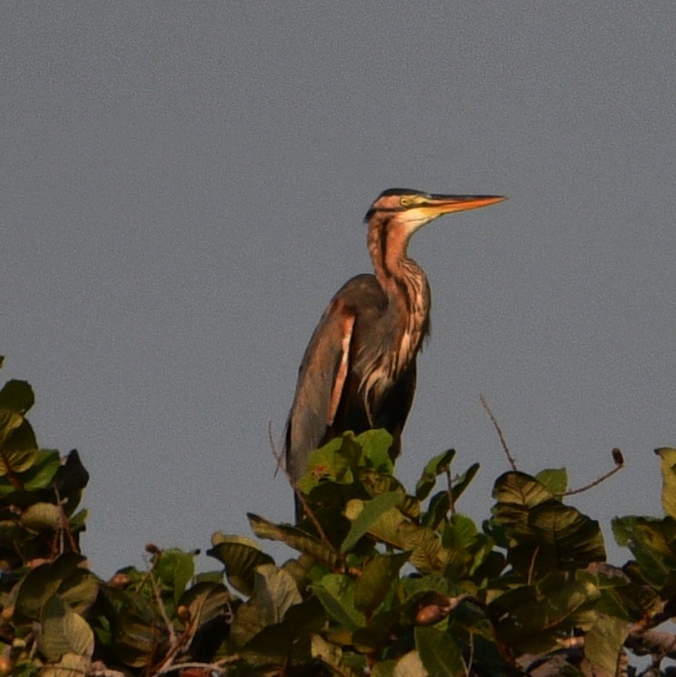 Purple Heron - ML506592891