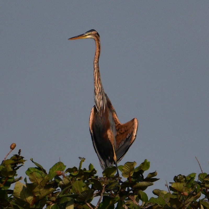 Purple Heron - ML506592901