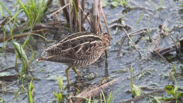 חרטומית אמריקנית - ML506593291