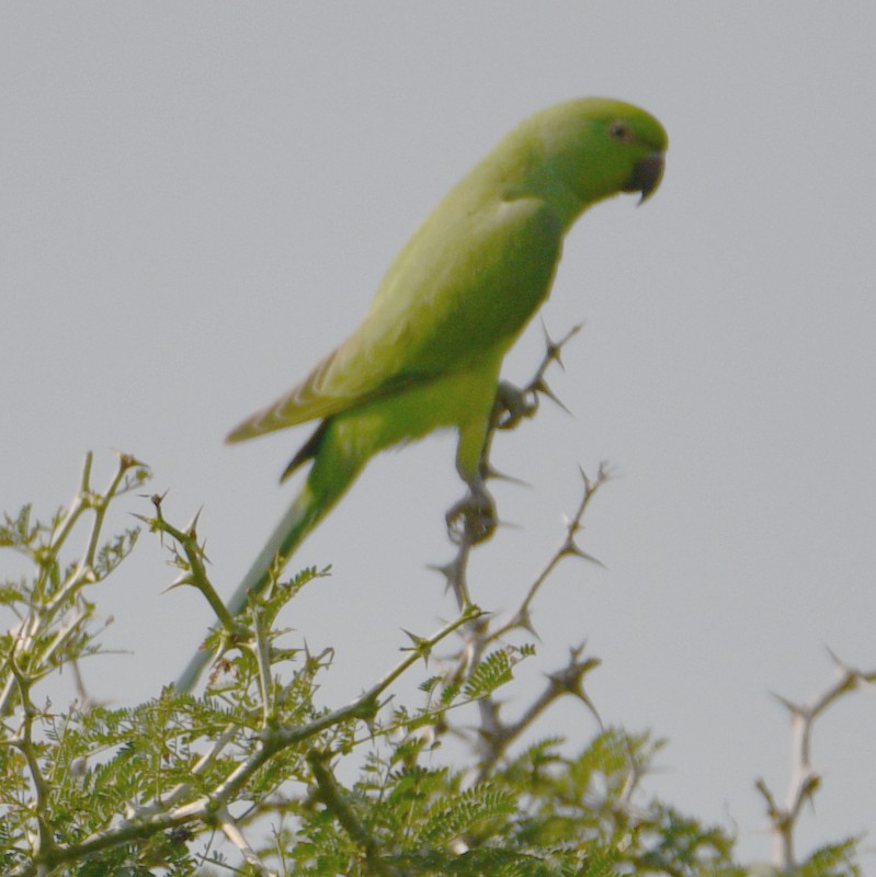 Yeşil Papağan - ML506593801