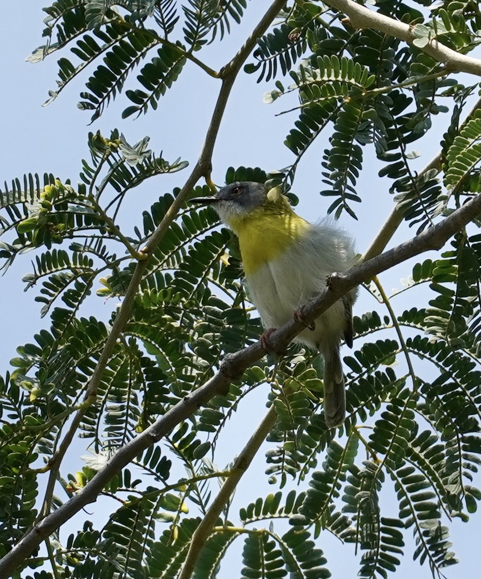 Yellow-breasted Apalis - ML506594721
