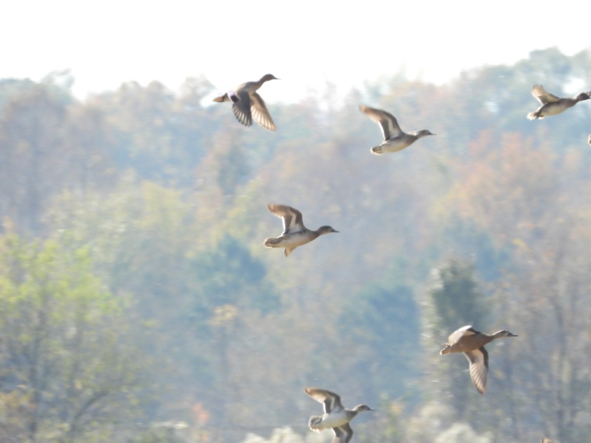 Green-winged Teal - ML506594841