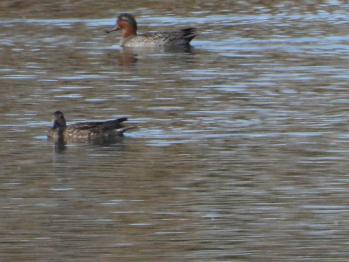 Green-winged Teal - ML506594851