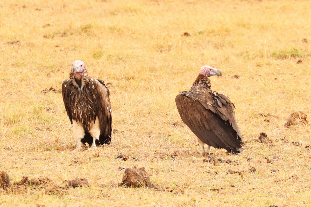 Lappet-faced Vulture - ML506594971