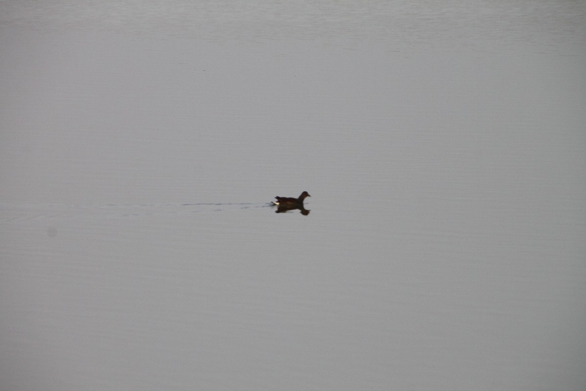 Common Gallinule - ML506596341