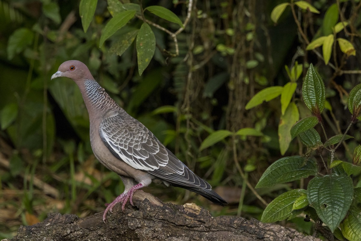 Picazuro Pigeon - ML506596541