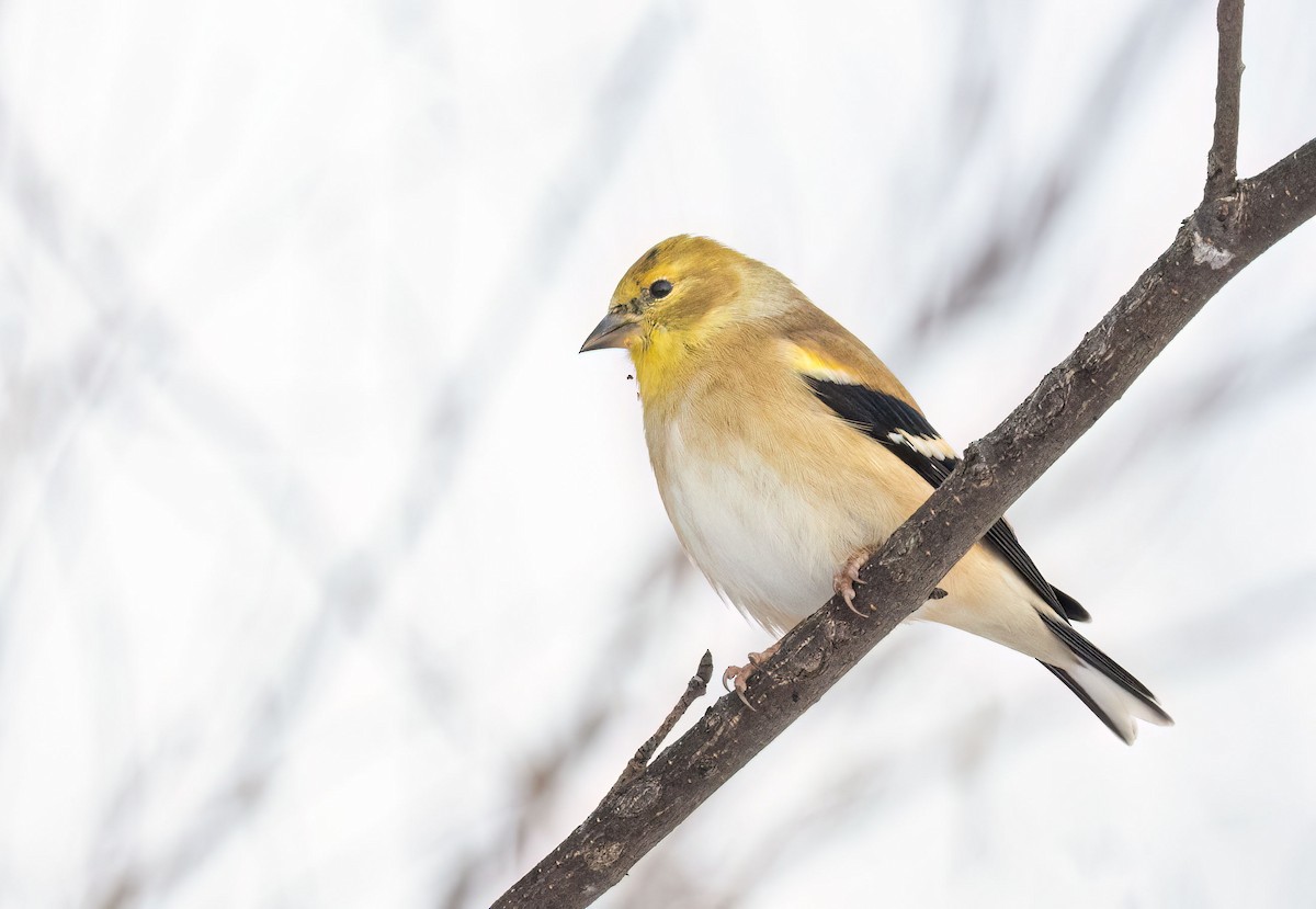 American Goldfinch - ML506596771