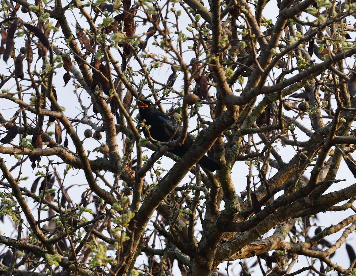 Black Cuckooshrike - ML506597141