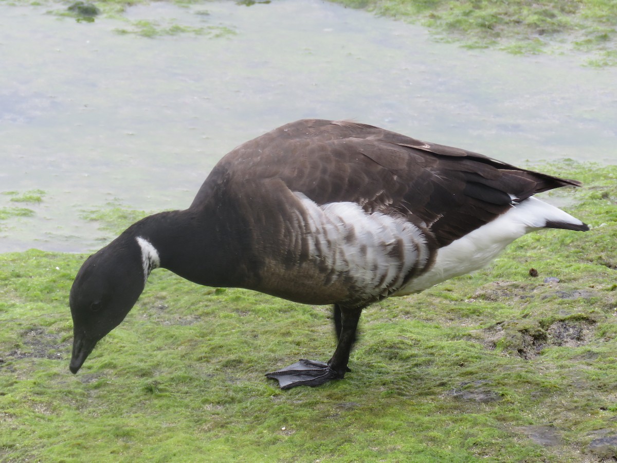 Brant - ML50659831