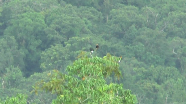 Yellow-faced Myna - ML506598471