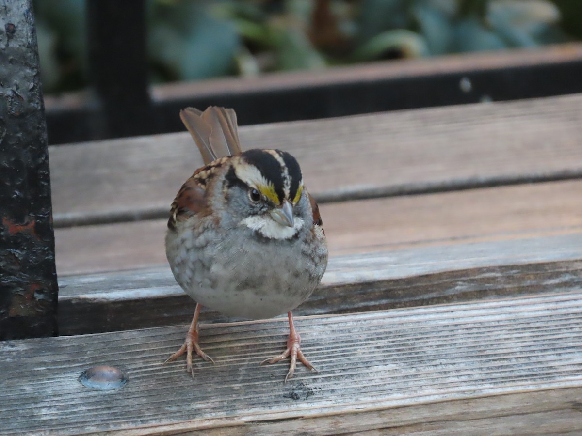 White-throated Sparrow - ML506598611