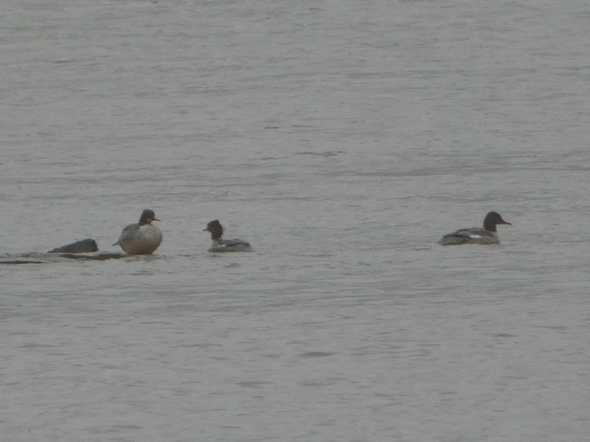 Common Merganser - ML506599091