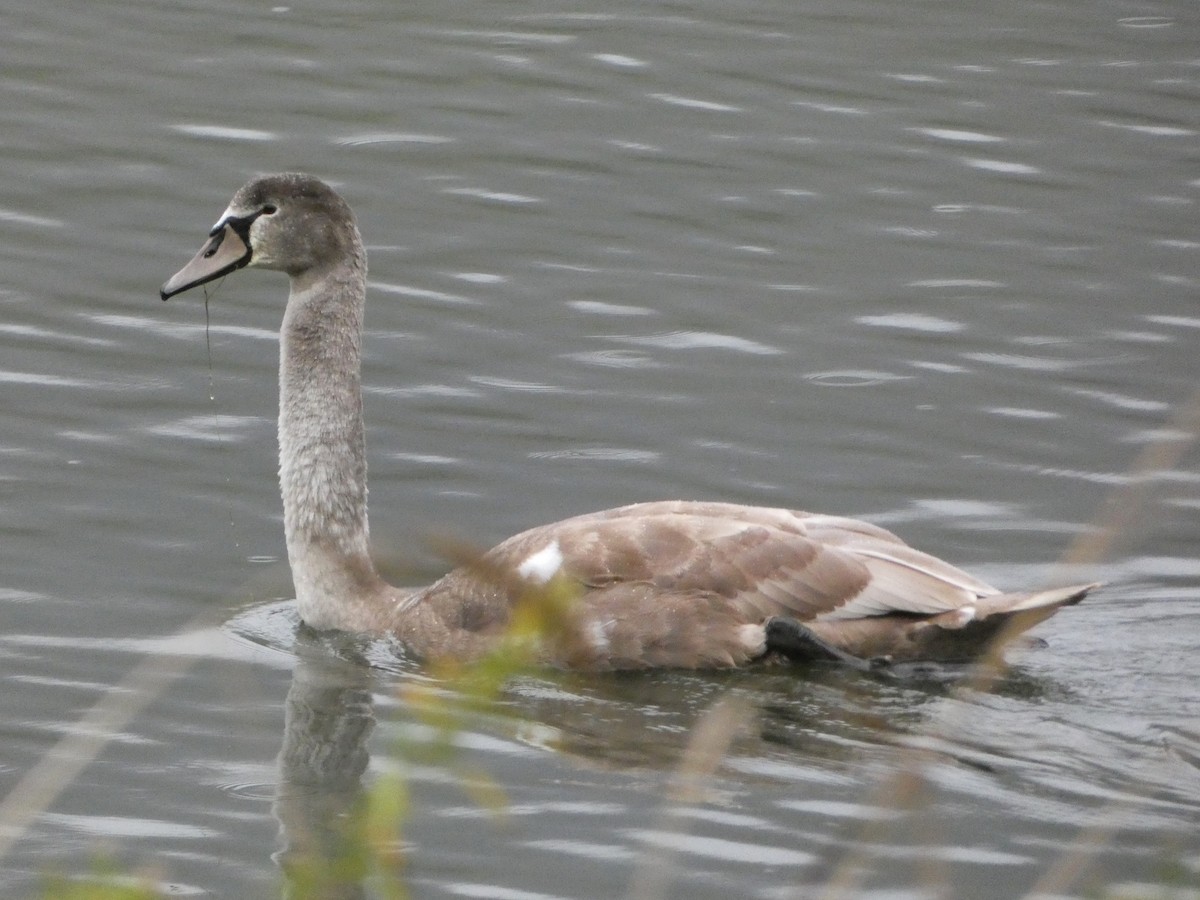 Mute Swan - ML506599121