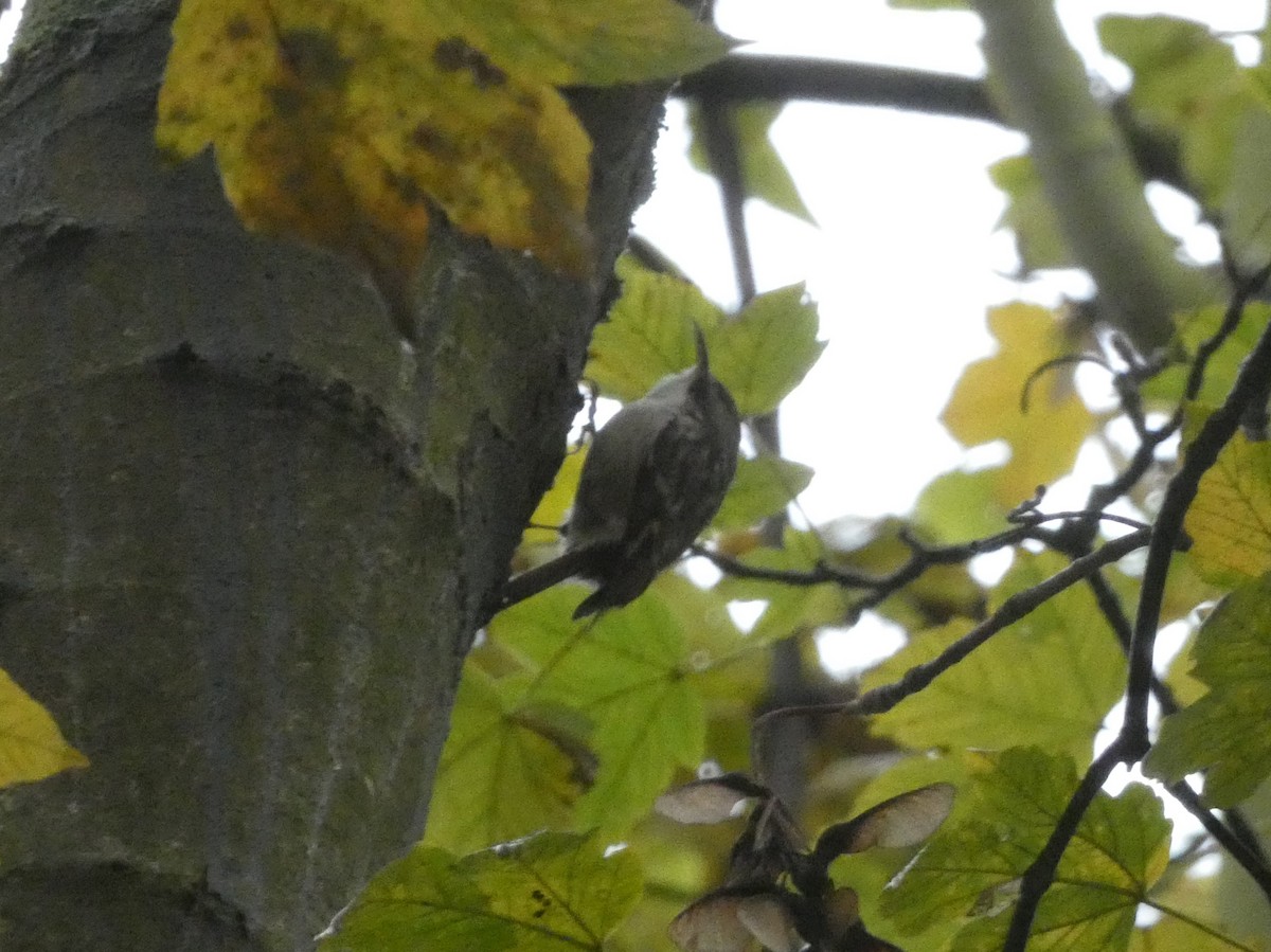 Eurasian/Short-toed Treecreeper - ML506599231