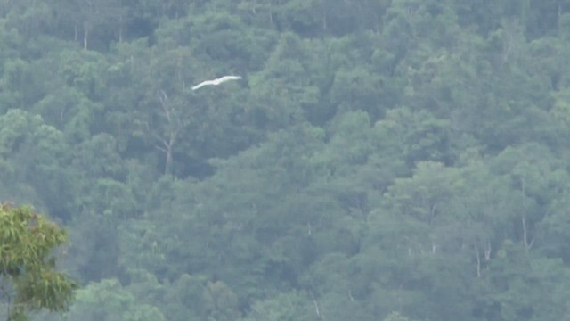 Sulphur-crested Cockatoo - ML506599371