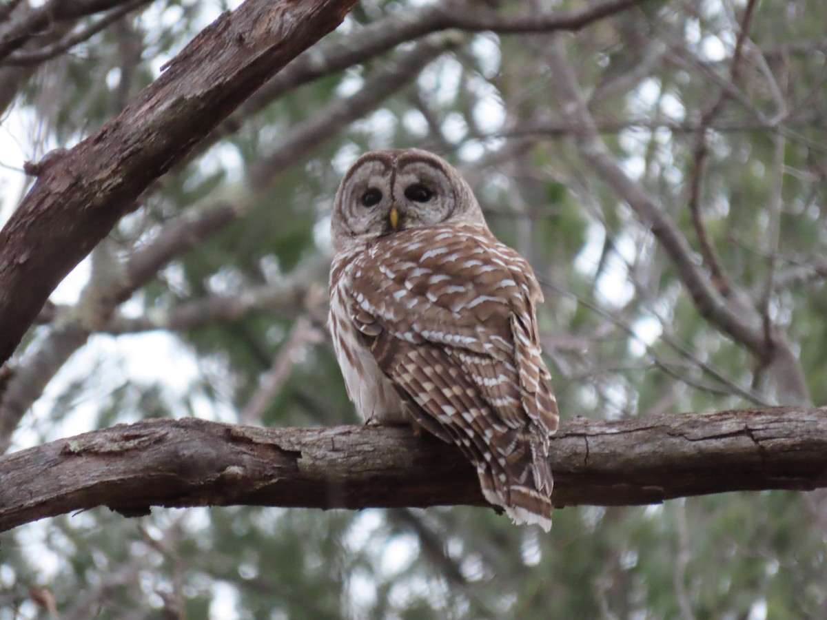 Barred Owl - ML506599621