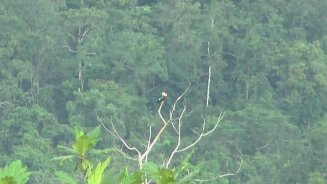 Rufous-bellied Kookaburra - ML506600681