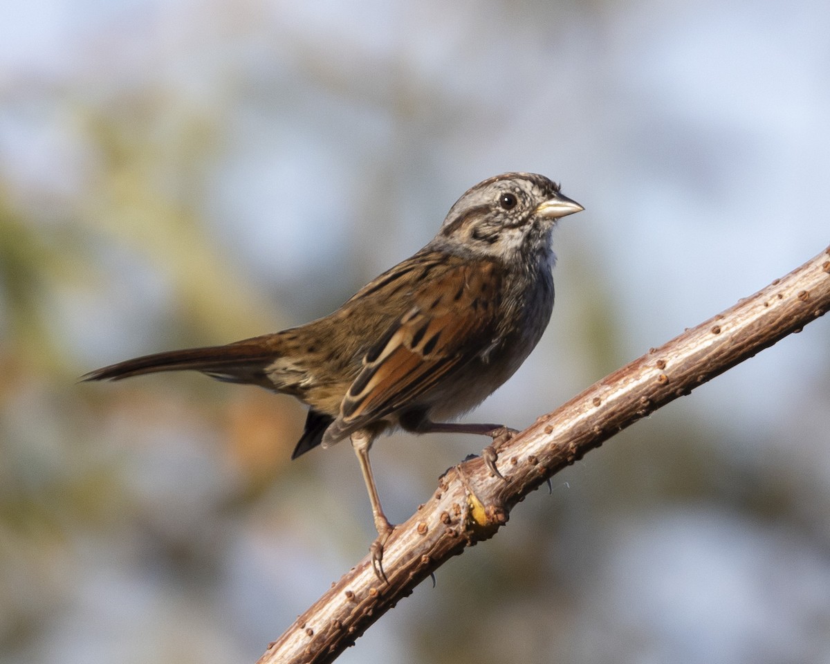 Swamp Sparrow - ML506601441