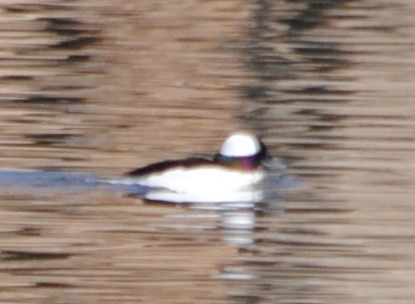 Bufflehead - Joshua  Smith