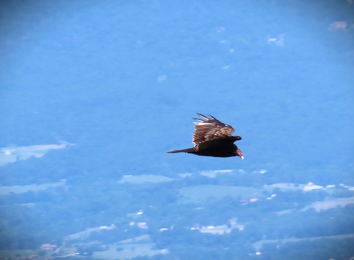 Turkey Vulture - Samuel Lau