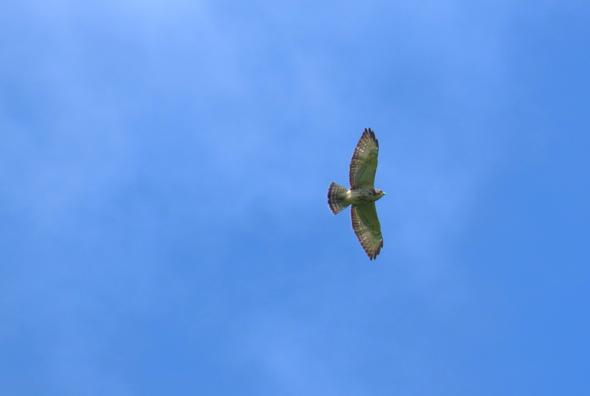 Broad-winged Hawk - Samuel Lau