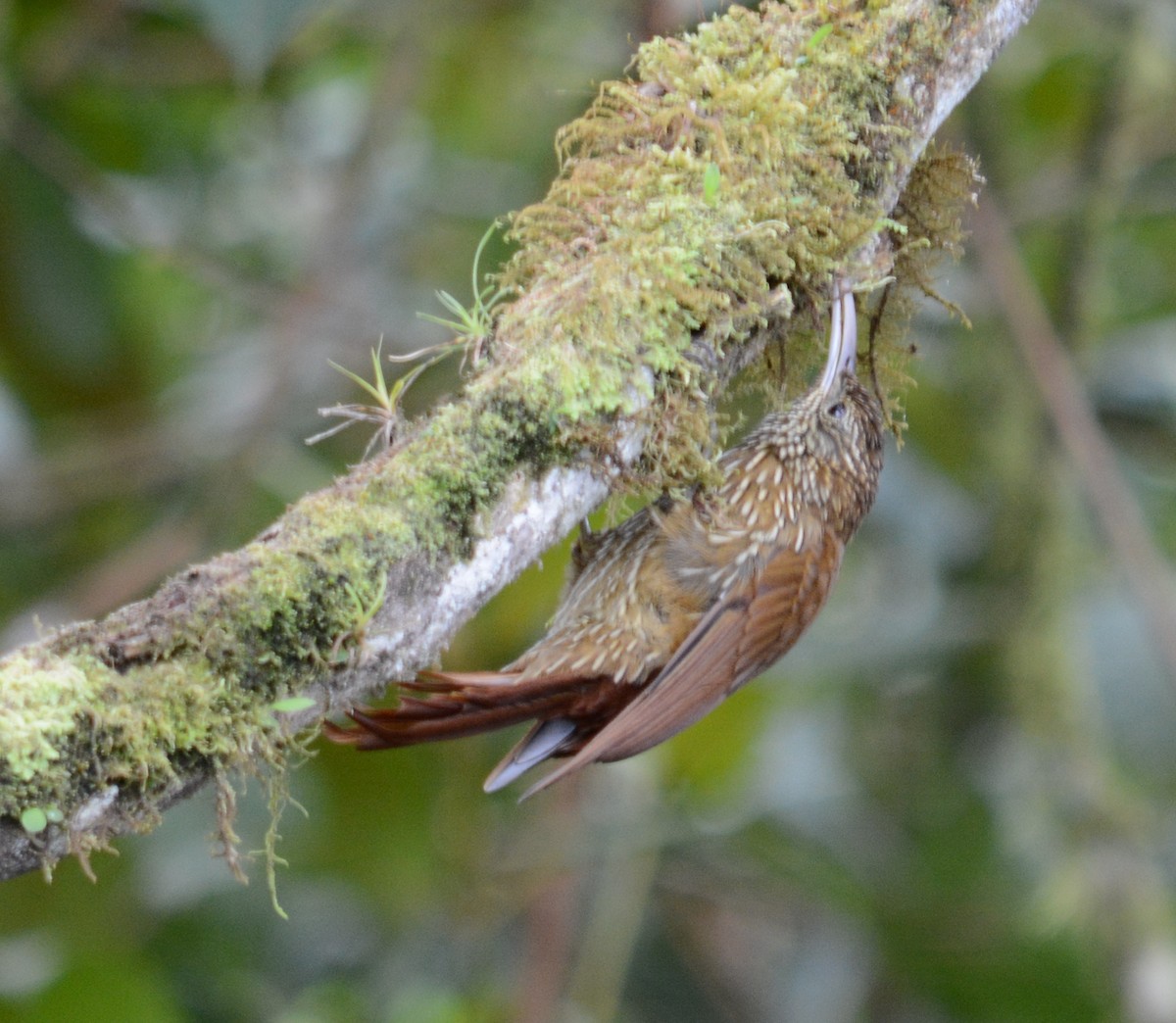 Montane Woodcreeper - Joshua Stone