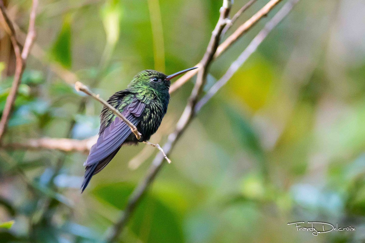 kolibřík haitský - ML50660511