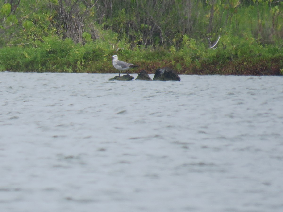 Laughing Gull - ML50660551