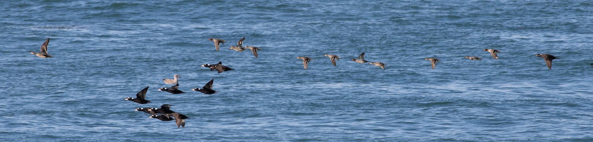 Green-winged Teal (American) - ML506606291