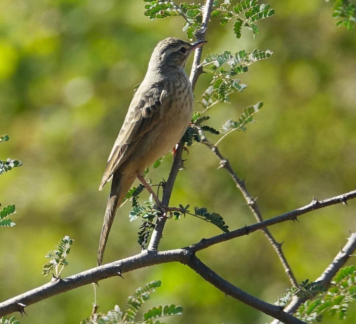 Long-billed Pipit - ML506607561