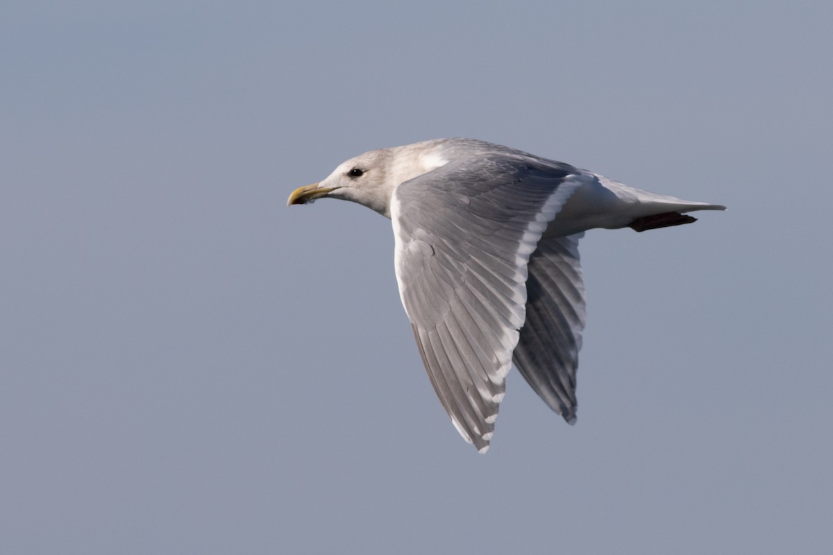 Glaucous-winged Gull - ML506607711