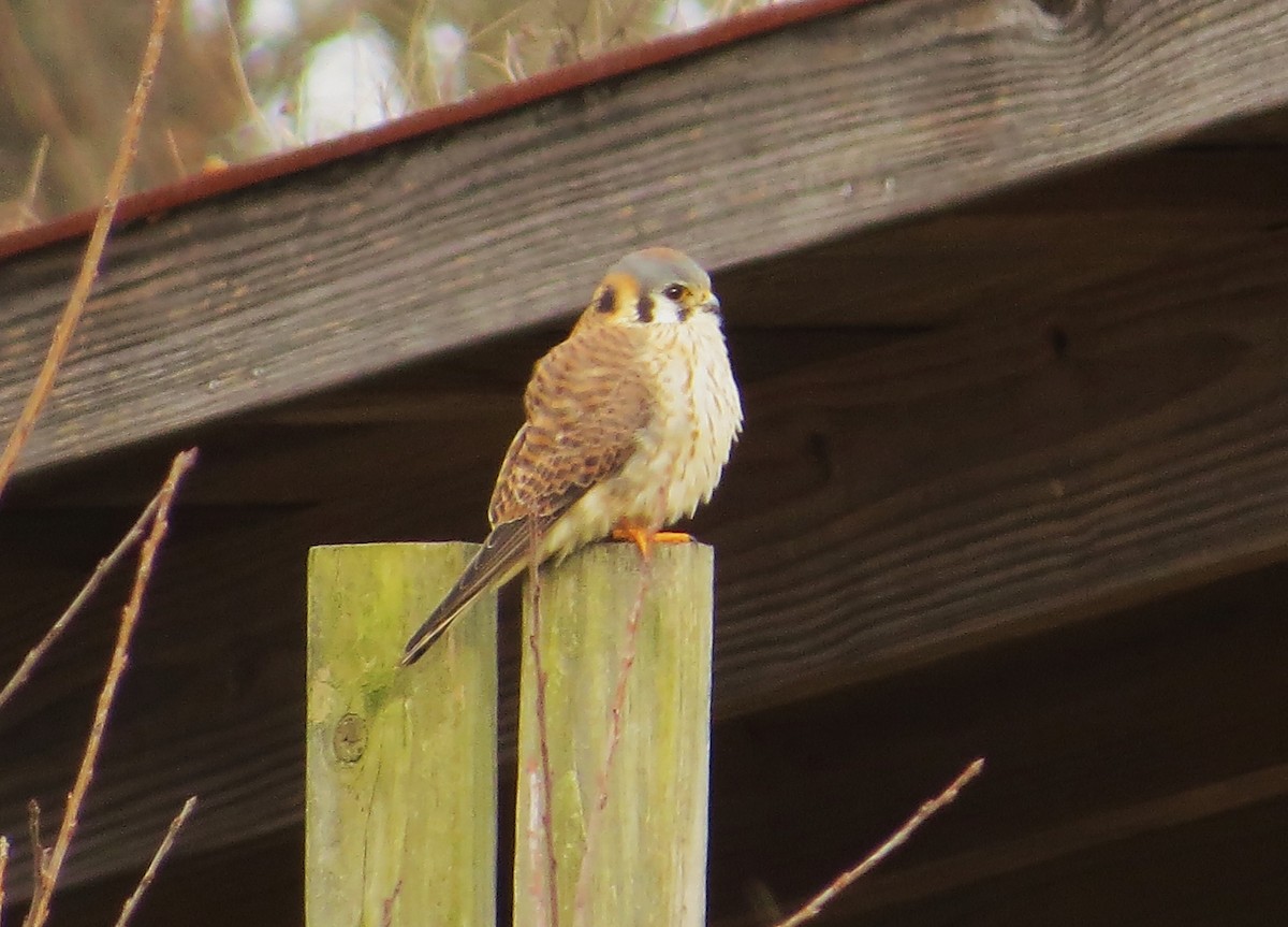 American Kestrel - ML506609311