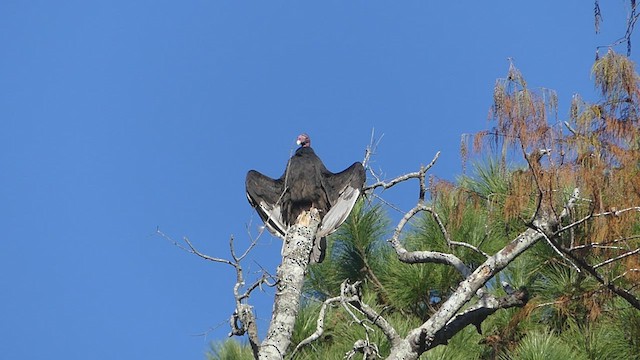 Turkey Vulture - ML506609411