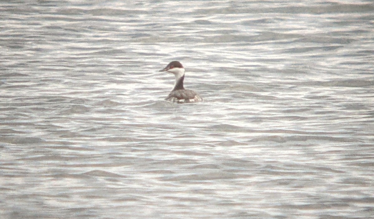 Horned Grebe - ML506609681