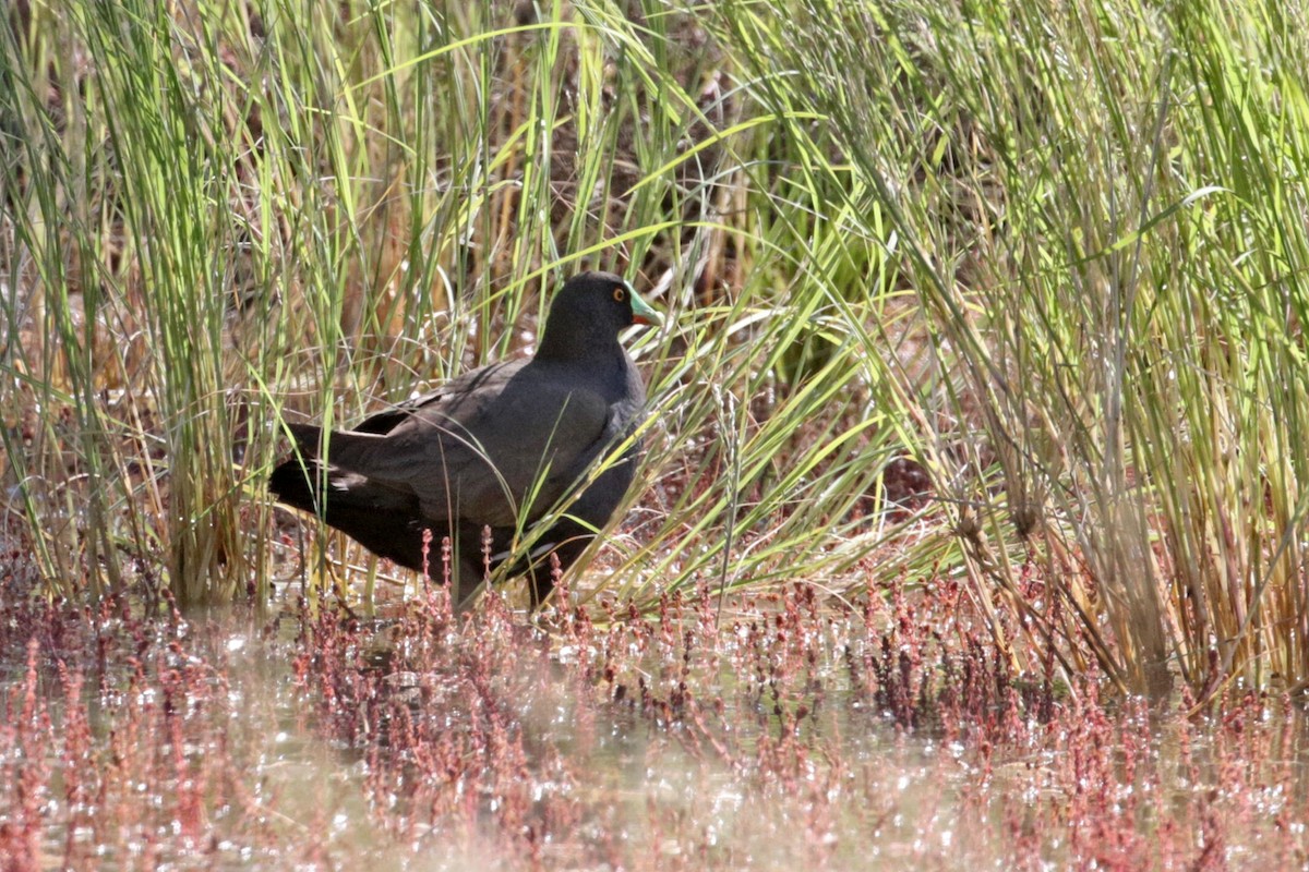 Black-tailed Nativehen - ML506610591