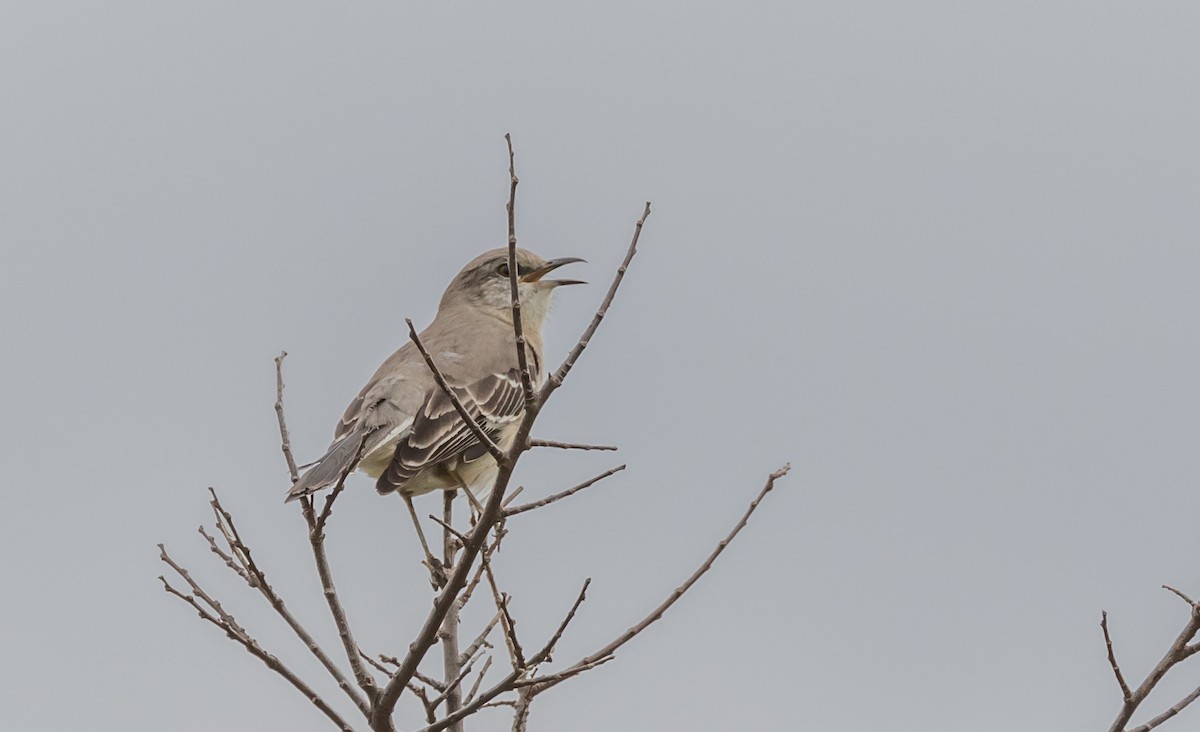 Northern Mockingbird - Maury Swoveland