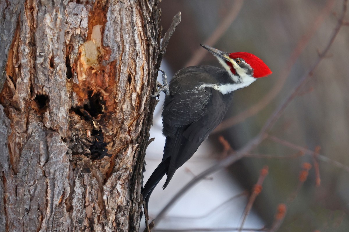 Pileated Woodpecker - ML506612071