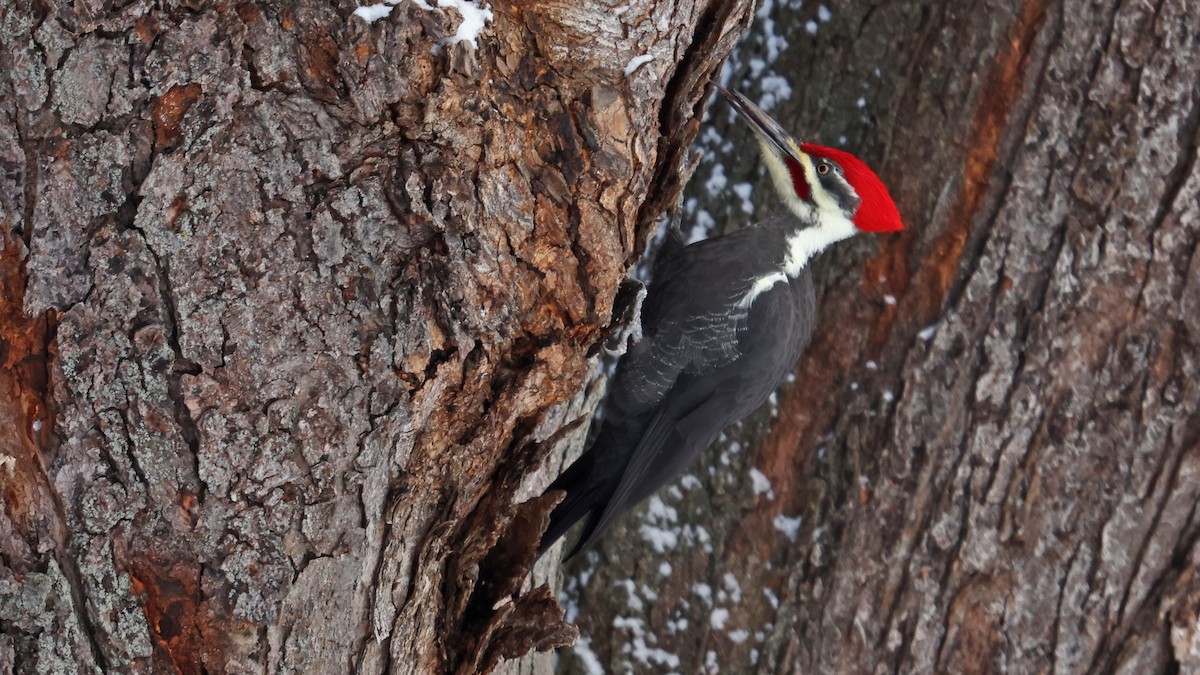 Pileated Woodpecker - Daniel Jauvin