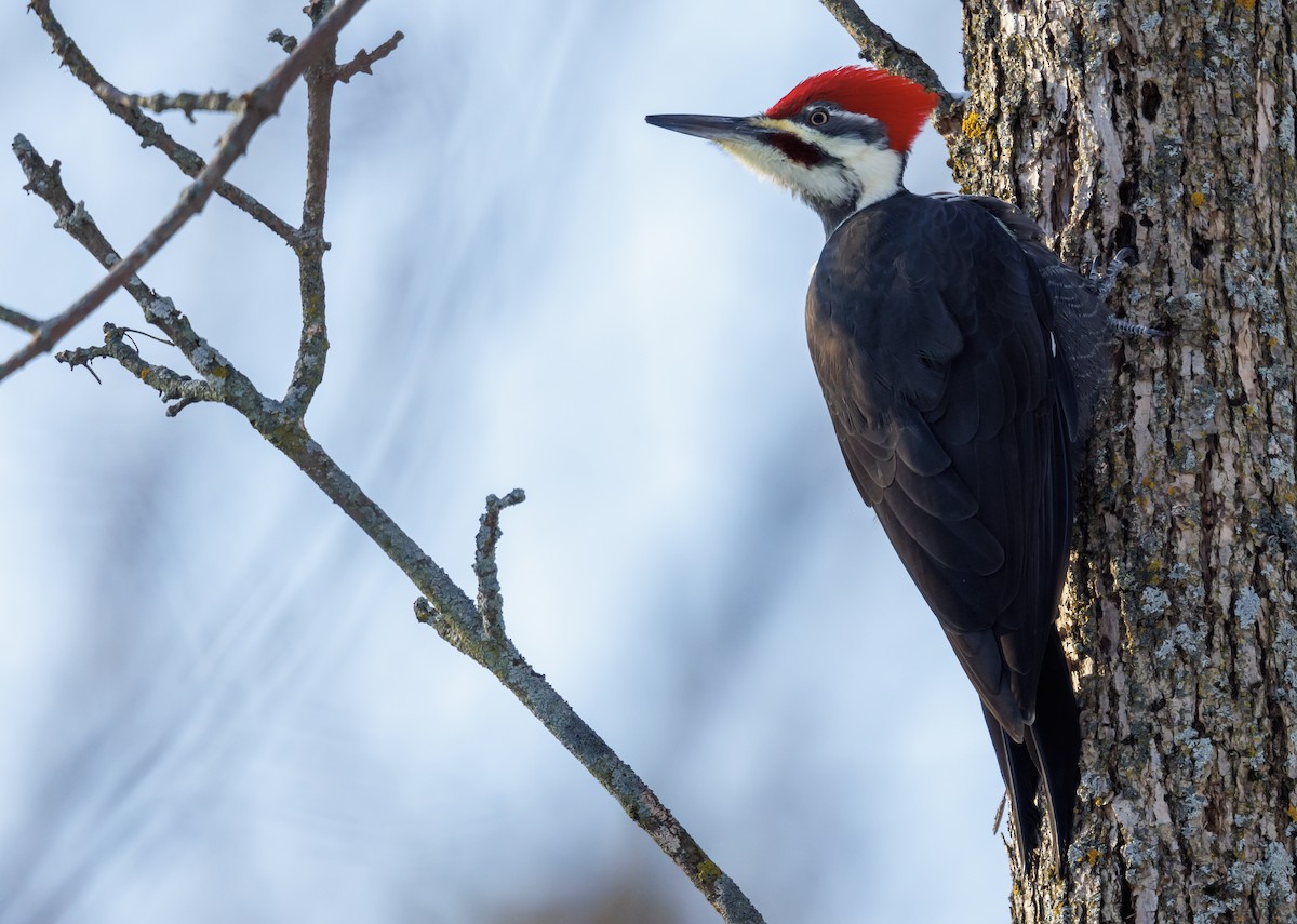 Pileated Woodpecker - ML506612101