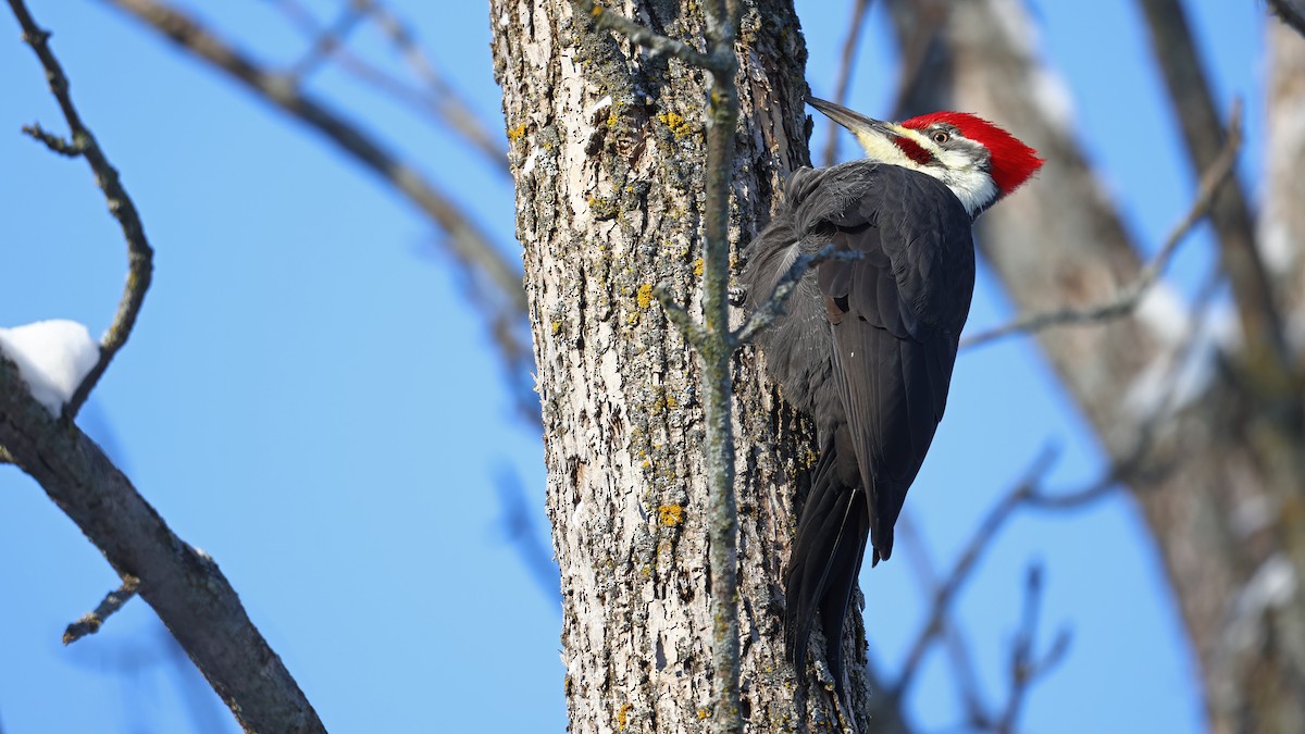 Pileated Woodpecker - ML506612111