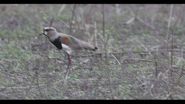 Southern Lapwing - ML506612501