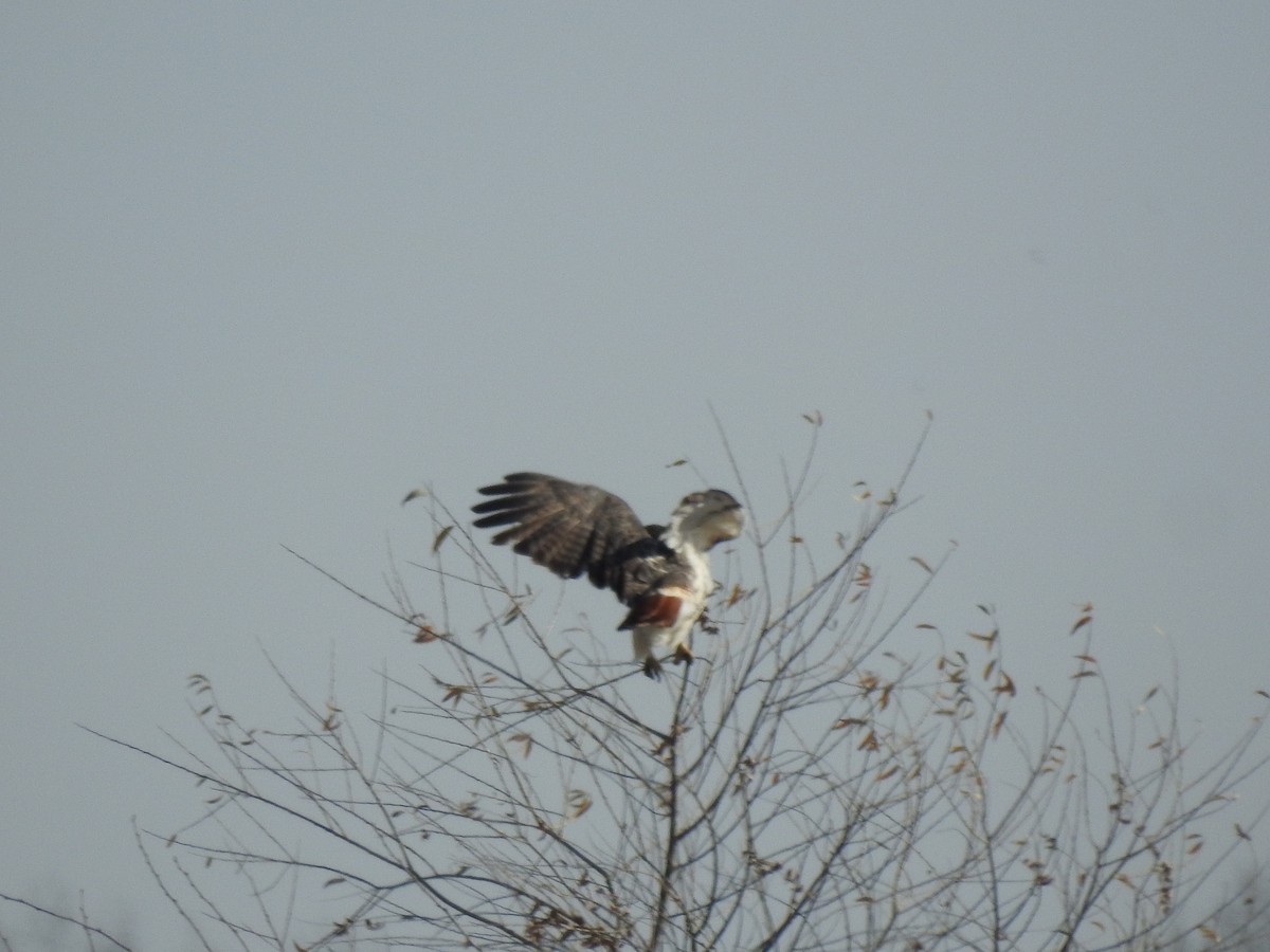 Red-tailed Hawk (borealis) - ML506612521