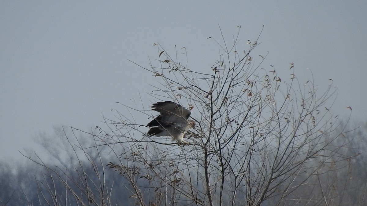 Red-tailed Hawk (borealis) - ML506612581